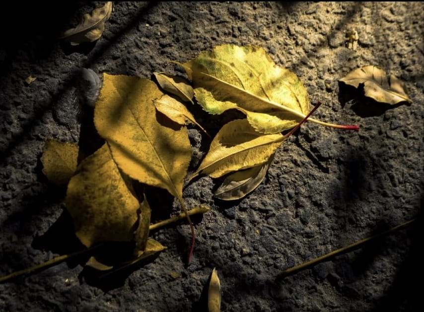 Fallen Leaves